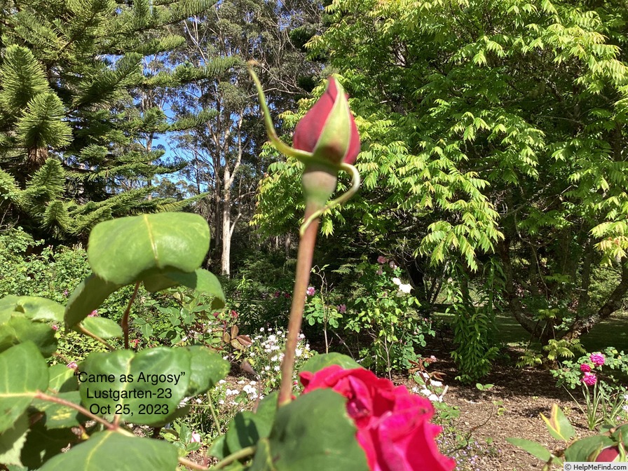 'Argosy' rose photo