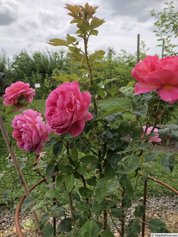 'AKA 221-18' rose photo