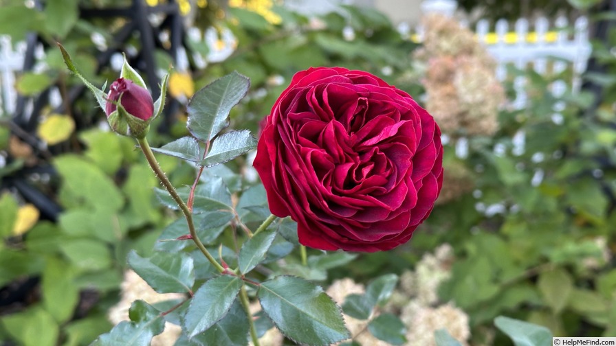 'Bordeaux Citiscape' rose photo