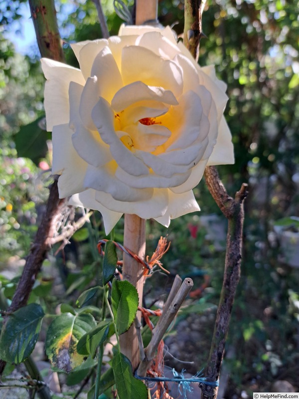 'Anastasia® (hybrid tea, Adam before 2011)' rose photo