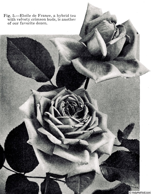 'Étoile de France (hybrid tea, Pernet-Ducher, 1904)' rose photo