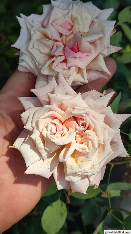 'Mevrouw Boreel van Hogelanden' rose photo