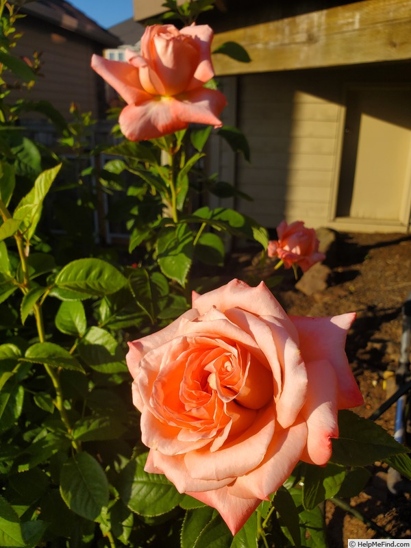 'Heavenly Scented ™' rose photo