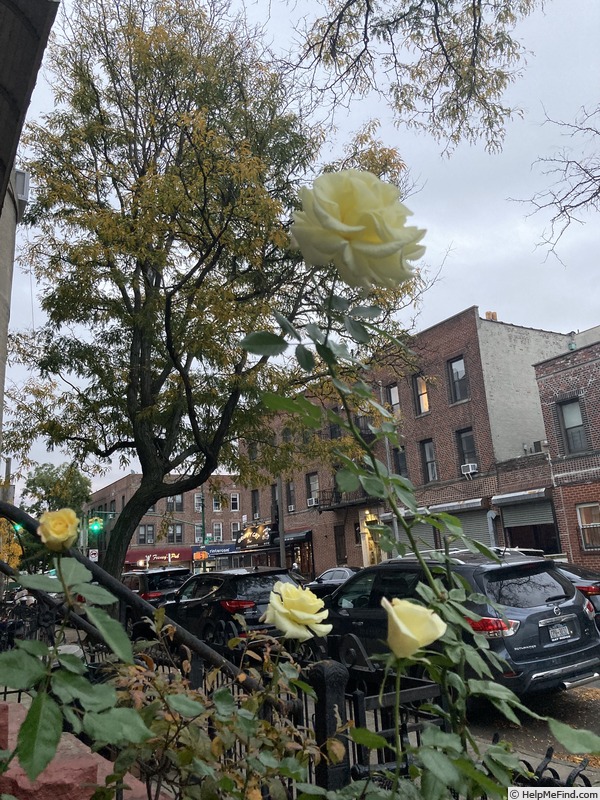 'Prairie Harvest' rose photo