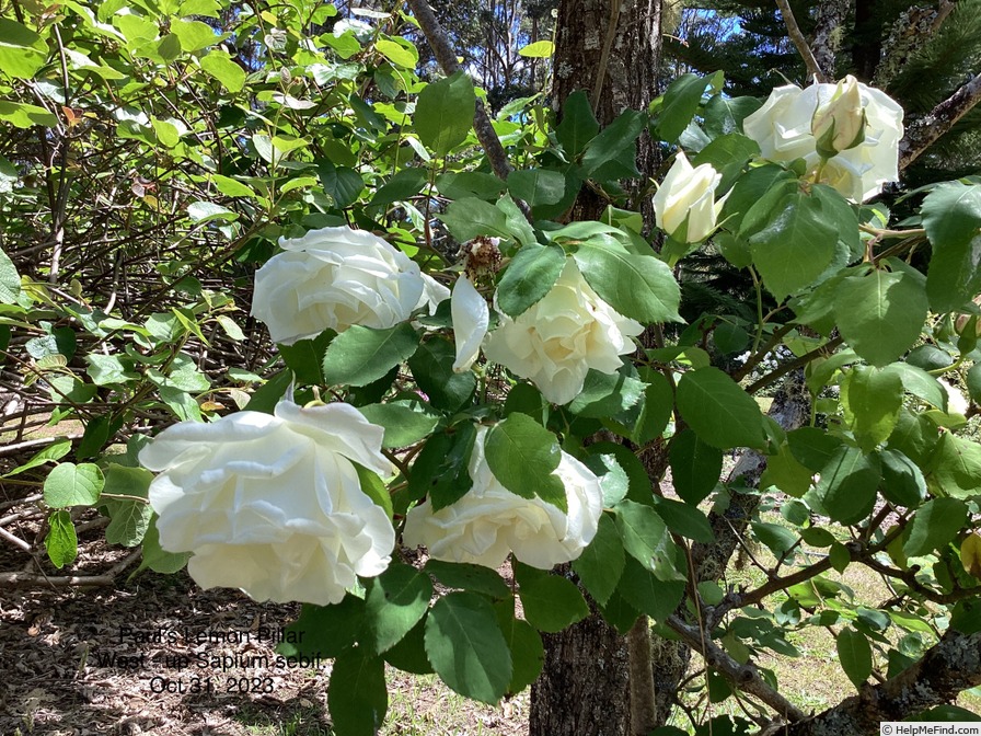 'Paul's Lemon Pillar' rose photo