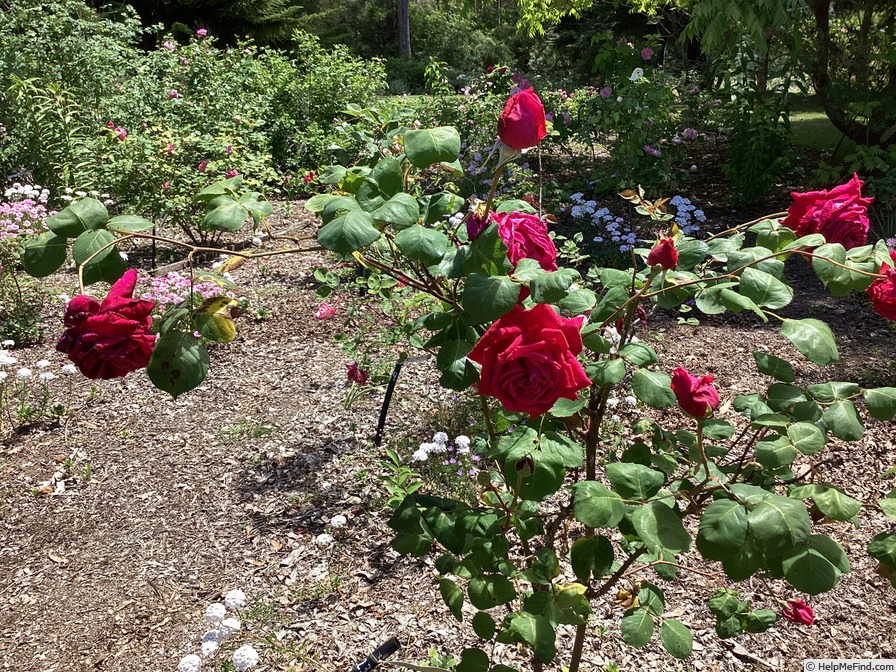 'Argosy' rose photo
