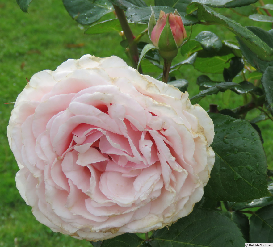 'Shirley's Rose' rose photo