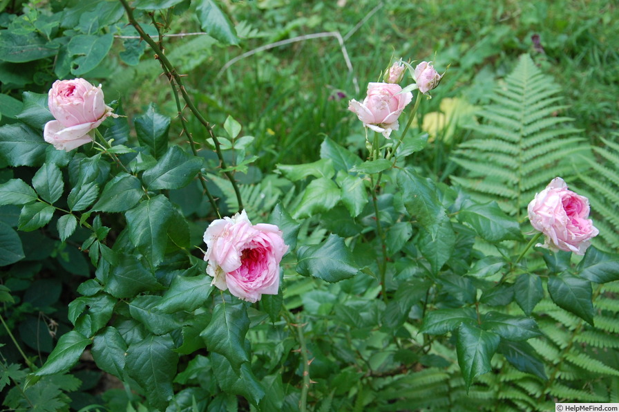 'Dagmar Clarová' rose photo