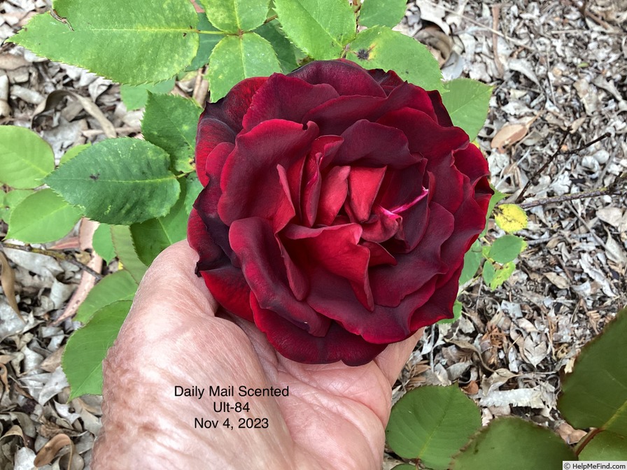 'Daily Mail Scented Rose' rose photo
