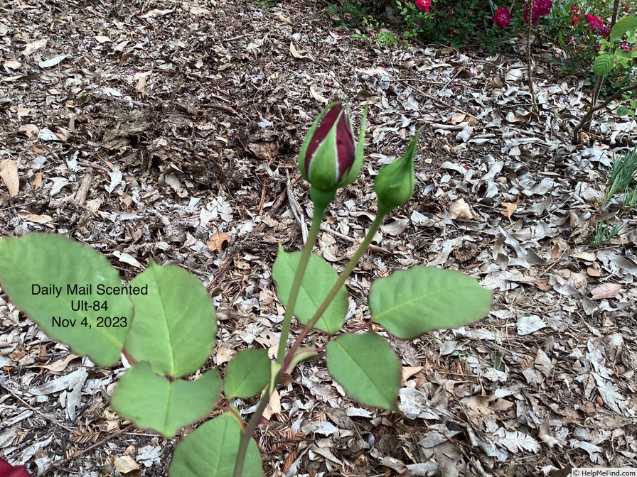 'Daily Mail Scented Rose' rose photo