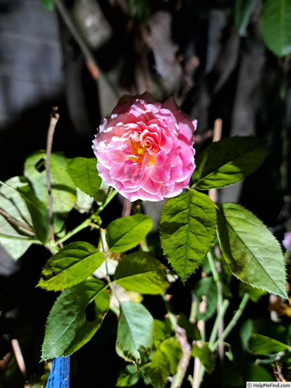 'Abbatiale de Pontigny ®' rose, click to enlarge 'Abbatiale de Pontigny ®' rose photo