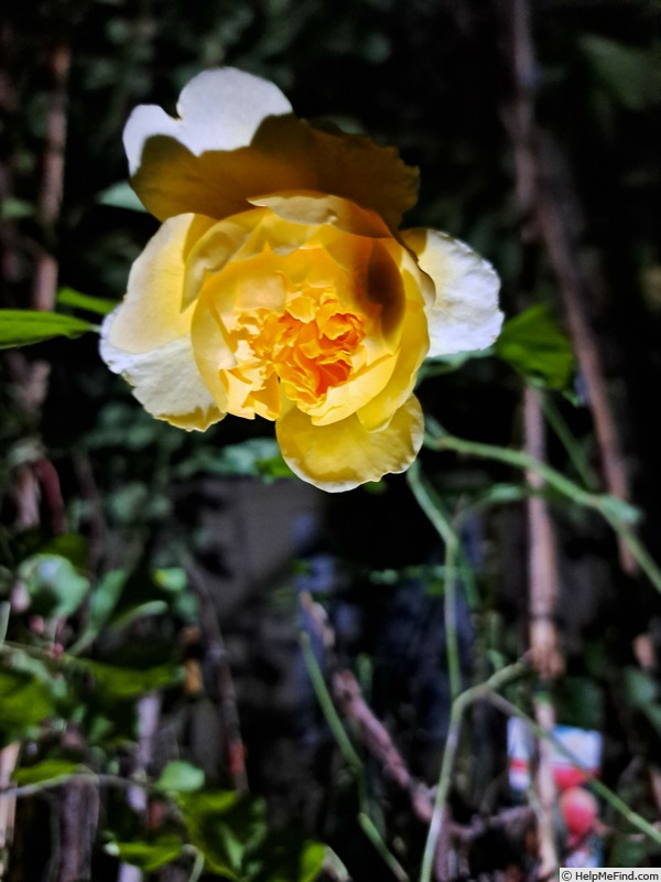 'Molineux' rose photo