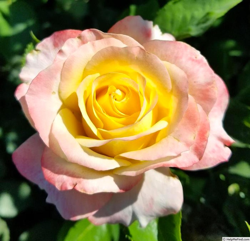 'Make Me Blush ®' rose photo