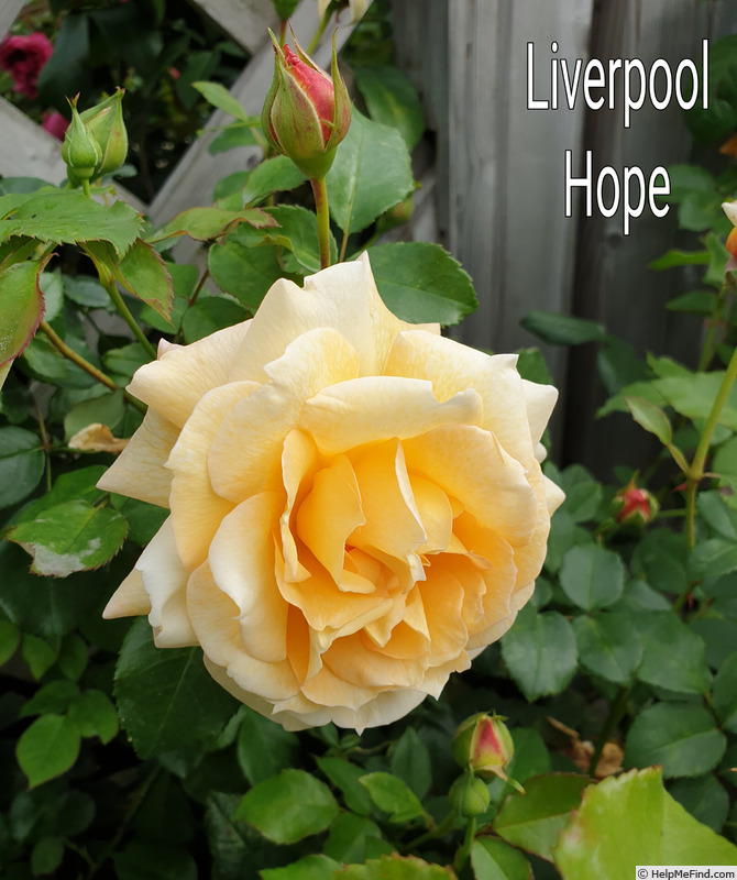 'Liverpool Hope' rose photo