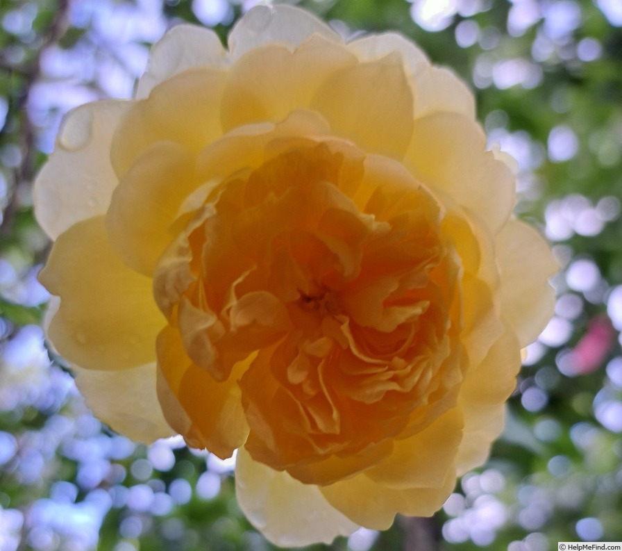 'Molineux' rose photo