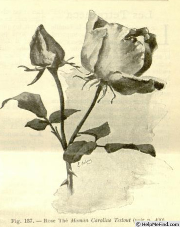 'Madame Caroline Testout (Hybrid Tea, Pernet-Ducher, 1890)' rose photo