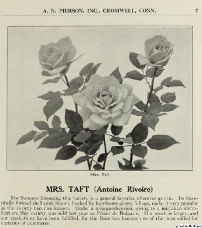 'Mrs. William Howard Taft' rose photo