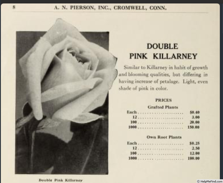 'Double Pink Killarney' rose photo