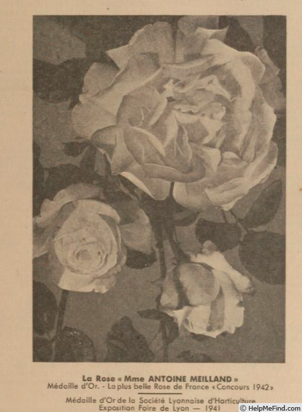 'Madame Antoine Meilland' rose photo