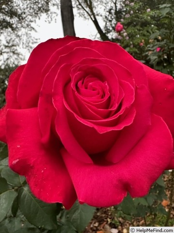 'Alec's Red® (hybrid tea, Cocker, 1970)' rose photo