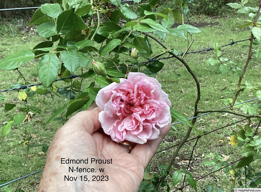 'Edmond Proust' rose photo