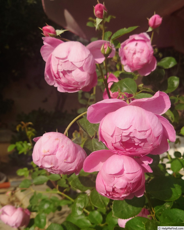 'Royal Jubilee' rose photo