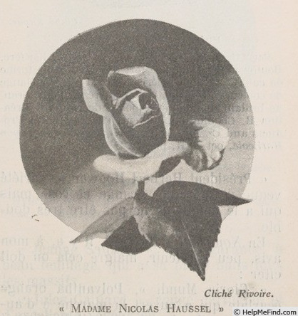 'Madame Nicolas Aussel' rose photo