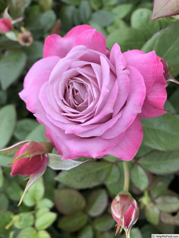'Dreamweaver' rose photo