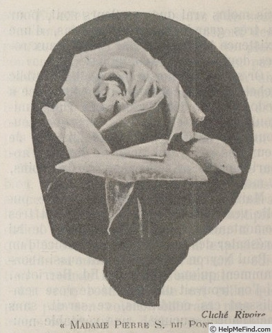 'Madame Pierre S. du Pont' rose photo