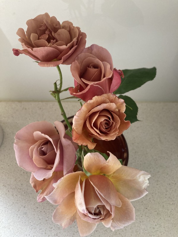 'Coffee Rose lover'  photo