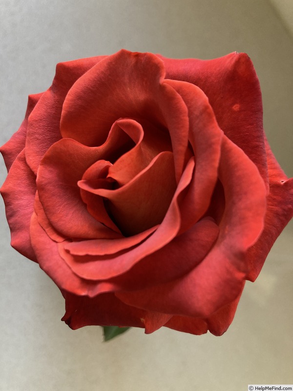 'Ian Thorpe' rose photo