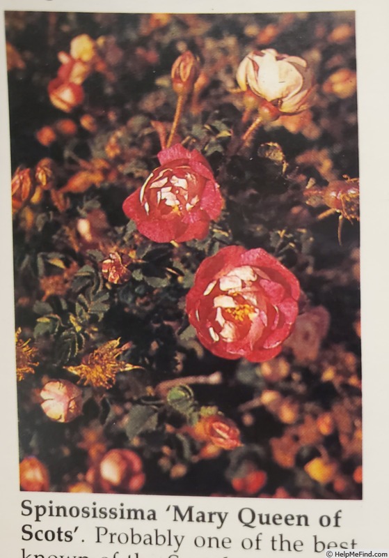 'Mary Queen of Scots (hybrid spinosissima, Lady Moore, 1921)' rose photo