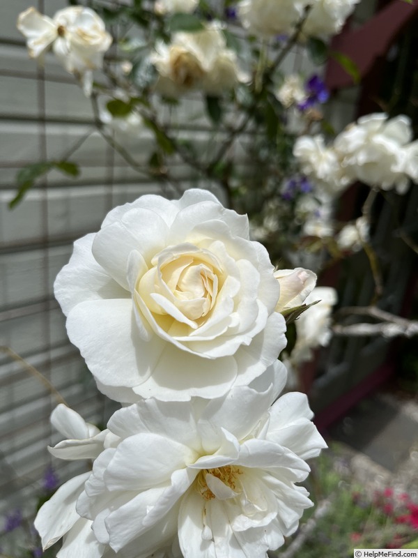 'Adélaide d'Orléans (hybrid sempervirens, Jacques, 1825)' rose photo