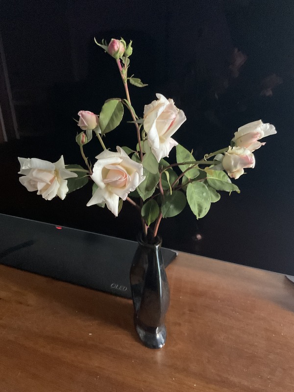 'Mrs. Harold Brocklebank' rose photo