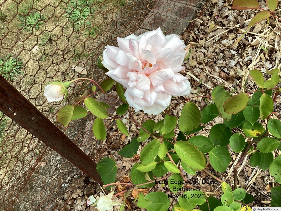 'Lady Edgeworth David' rose photo
