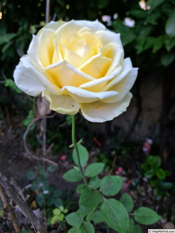 'Isabelle Joerger' rose, click to enlarge 'Isabelle Joerger' rose photo