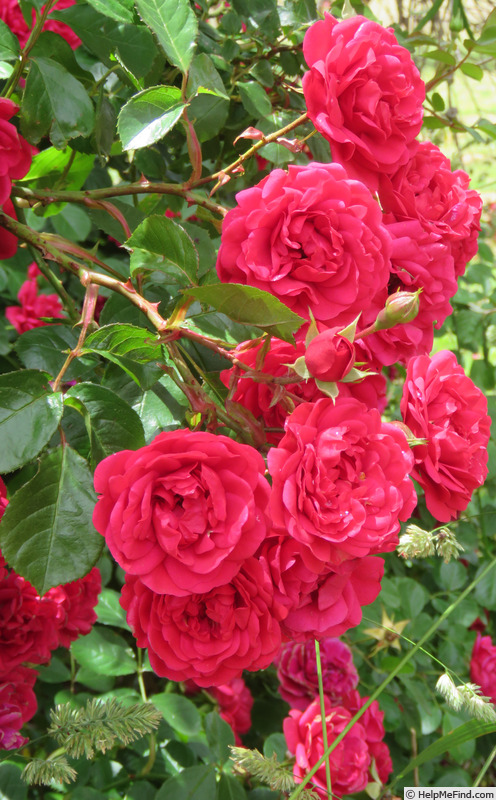 'Paul's Scarlet Climber' rose photo
