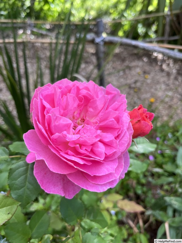 'My Sweetheart' rose photo
