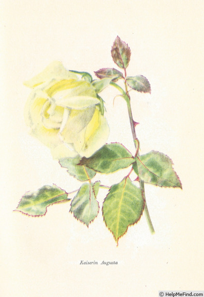 'Kaiserin Auguste Viktoria' rose photo