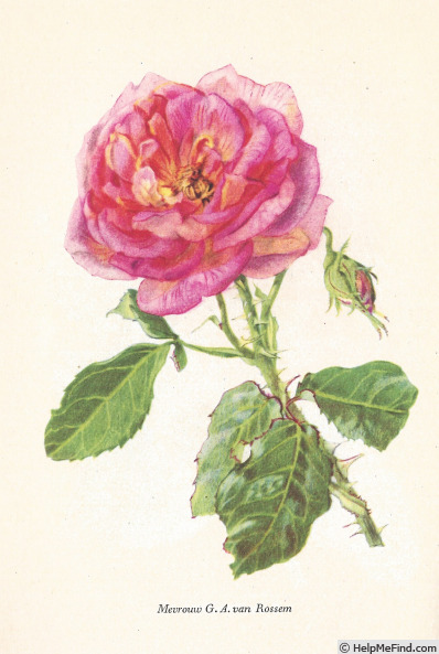 'Mevrouw G.A. van Rossem' rose photo