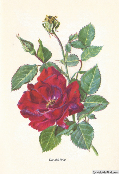 'Donald Prior' rose photo