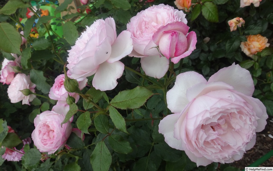 'The Mill On The Floss' rose photo