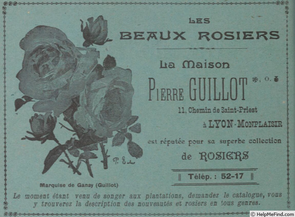 'Marquise de Ganay' rose photo