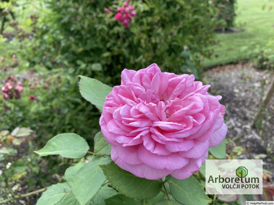'Madame Jeannine Joubert' rose photo