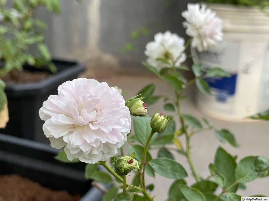 'Chandrika' rose photo