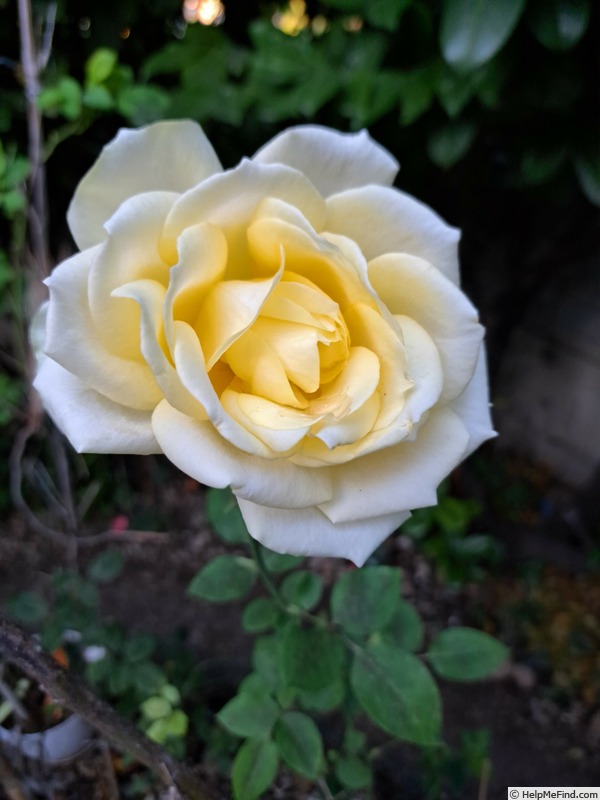 'Isabelle Joerger' rose photo