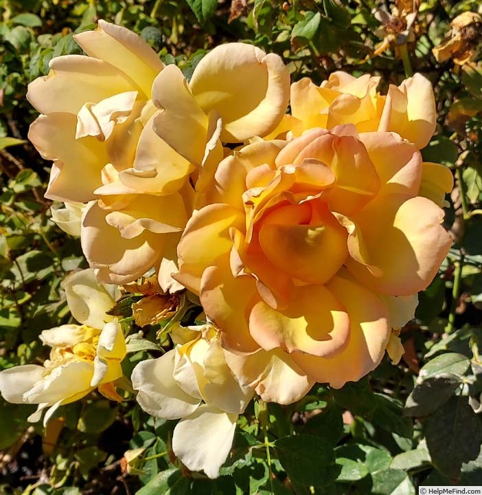 'Gold Struck™' rose photo