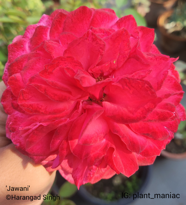 'Jawani' rose photo