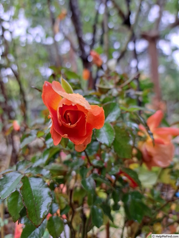 'Havanna ® (floribunda, Spek 2013)' rose photo