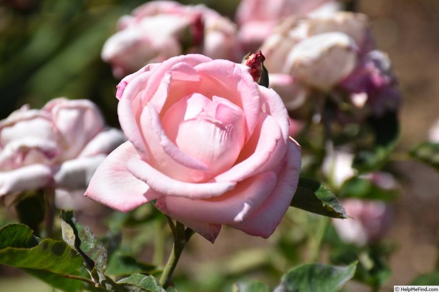 'Betty Neuss' rose, click to enlarge 'Betty Neuss' rose photo